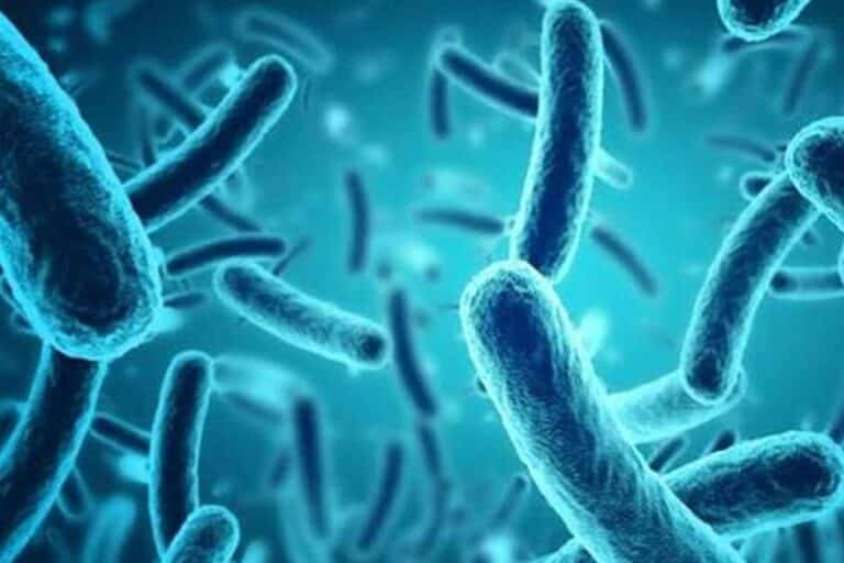 What is Micromonospora shyamaprasadii