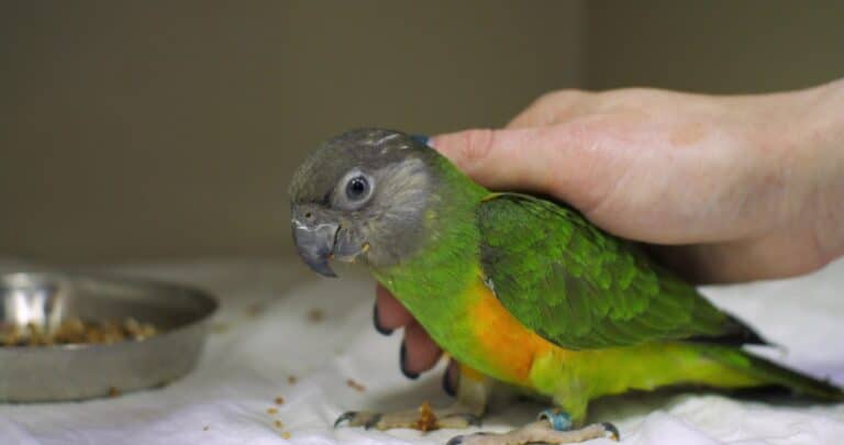 What is Parrot bornavirus 4 (PaBV-4)