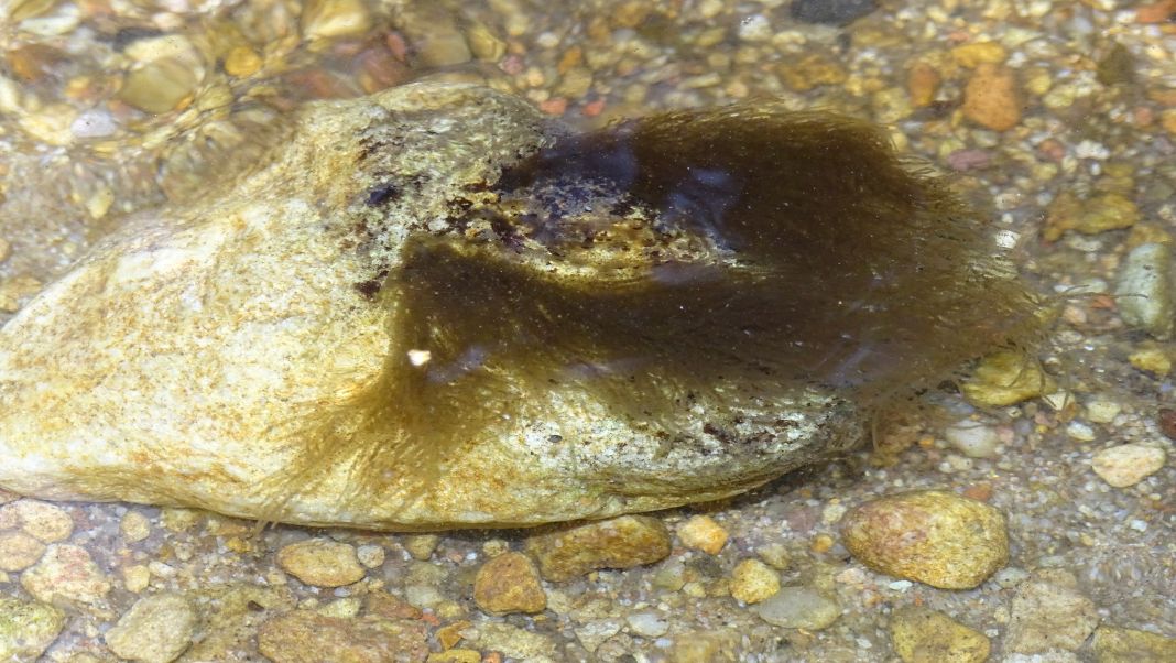 What is Sheathia meghalayensis