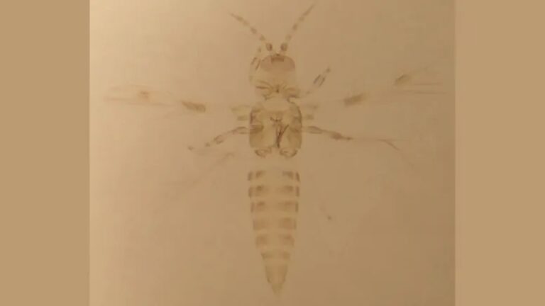 What is Trachynotothrips vyaghravahini