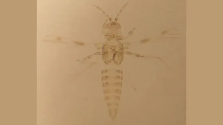 What is Trachynotothrips vyaghravahini
