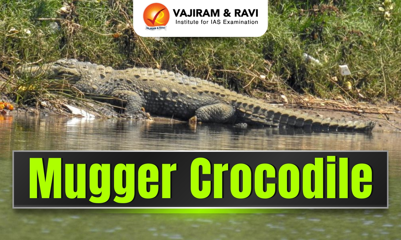 Mugger Crocodile