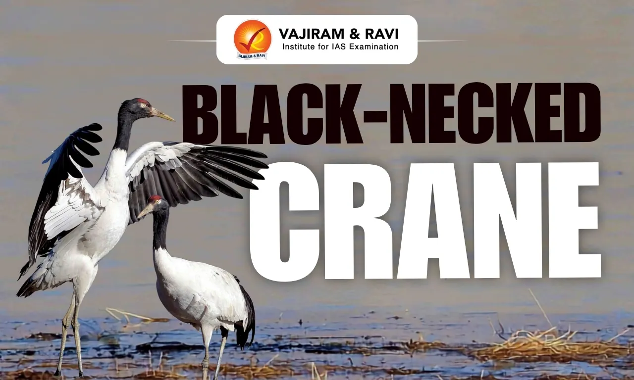 Black-Necked Crane