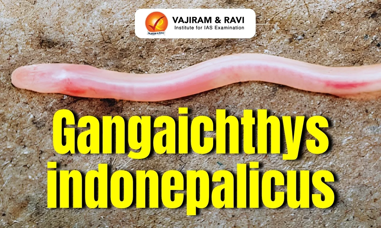Gangaichthys indonepalicus