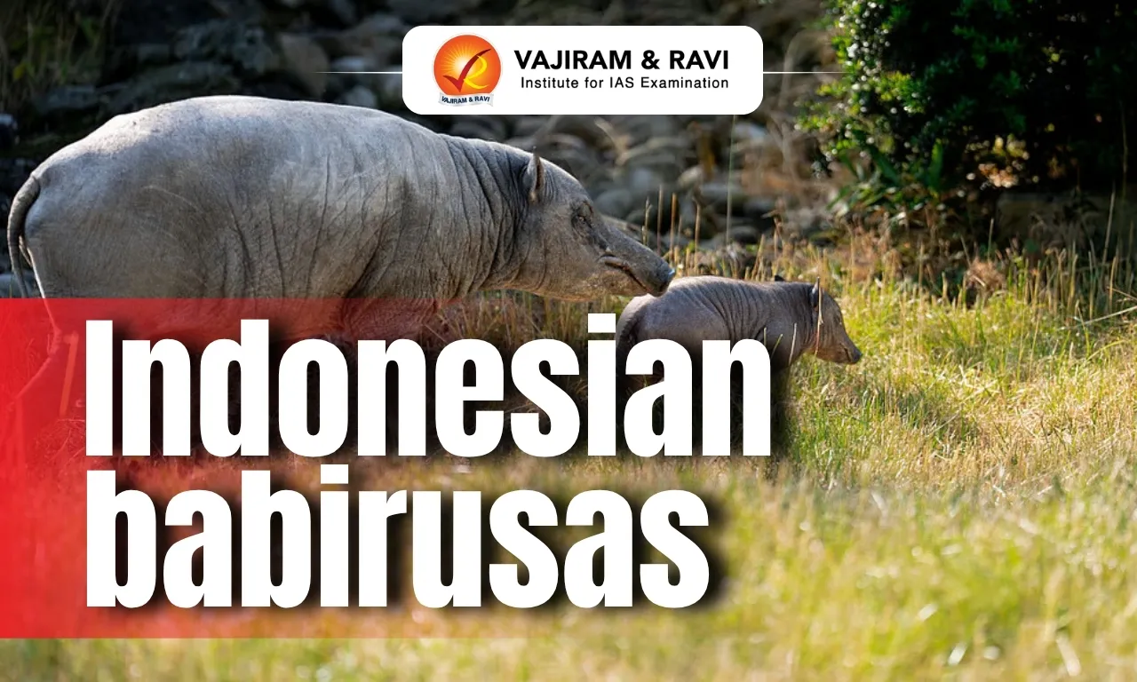 Indonesian babirusas