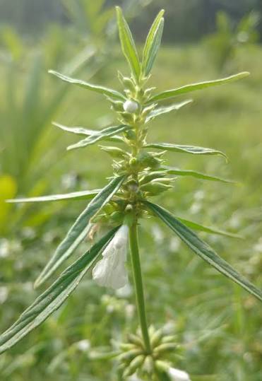 What is Leucas droupadiae