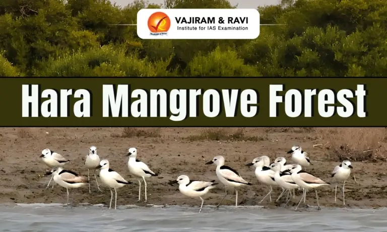 Hara Mangrove Forest