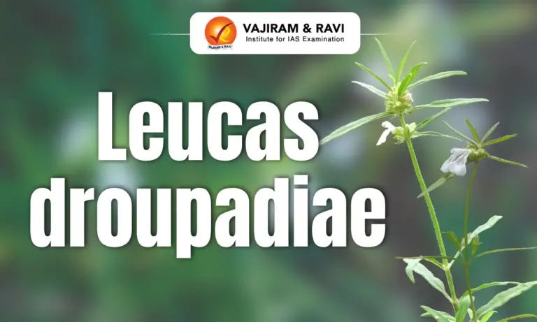 Leucas droupadiae