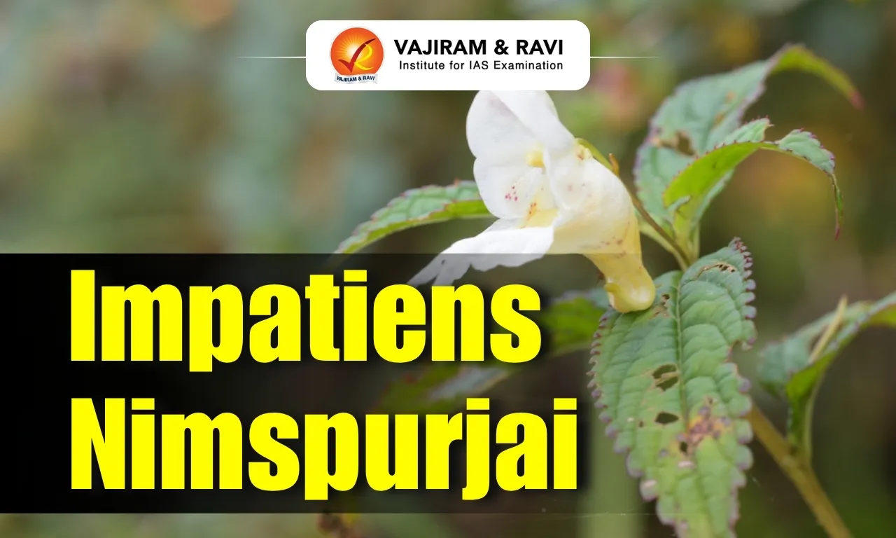 Impatiens Nimspurjai