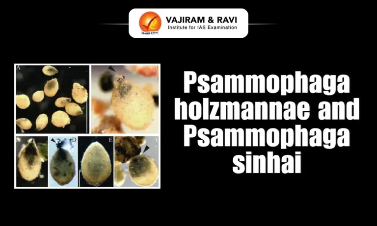 Psammophaga holzmannae and Psammophaga sinhai