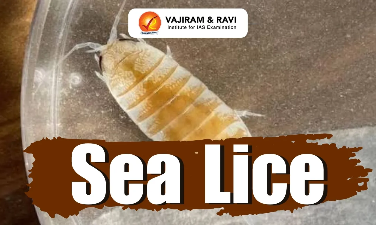 Sea Lice