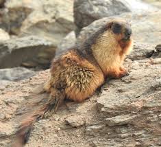 Long Tailed Marmot