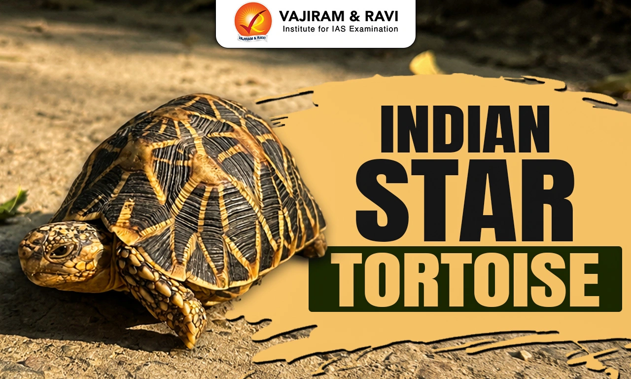 Indian Star Tortoise