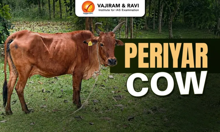 Periyar Cow