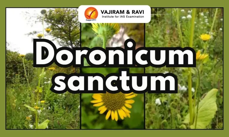Doronicum sanctum Plant
