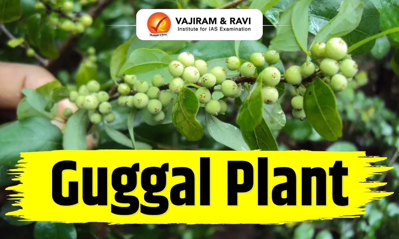 Guggal Plant