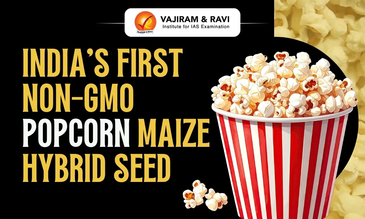 India’s First Non-GMO Popcorn Maize Hybrid Seed