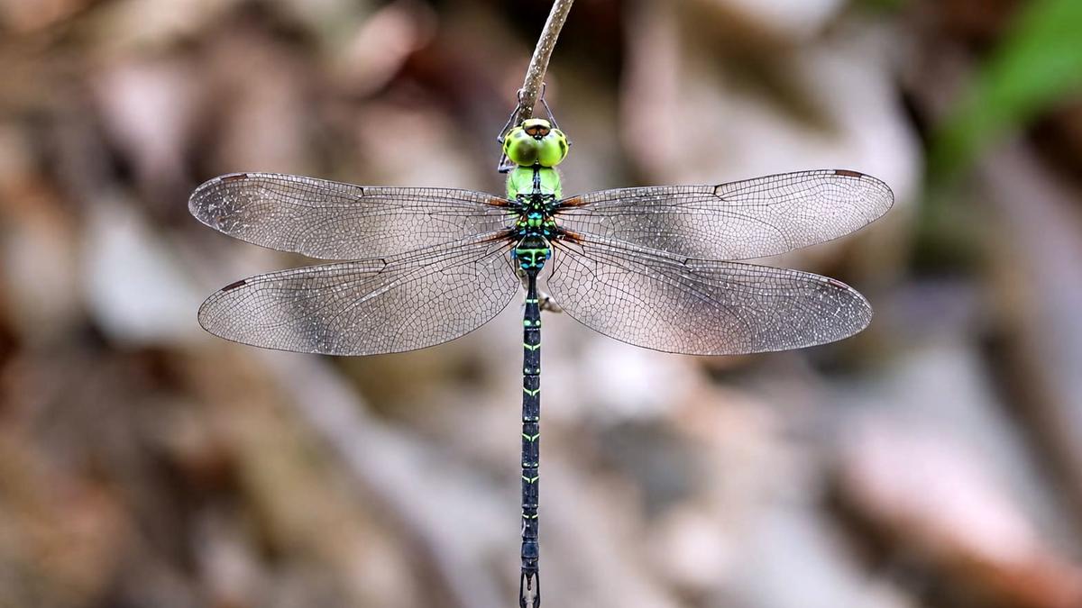 Spoon Tailed Duskhawker