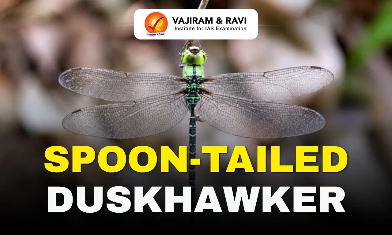 Spoon-Tailed Duskhawker