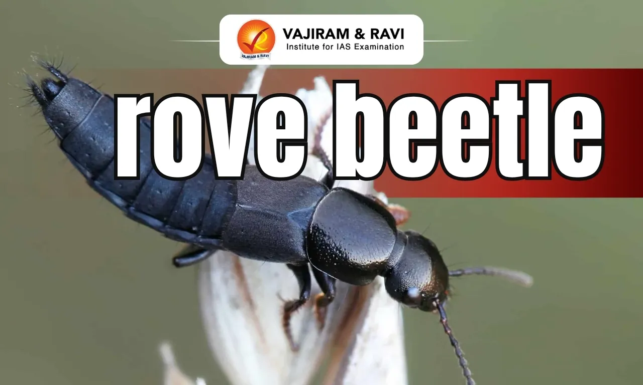 Rove beetle