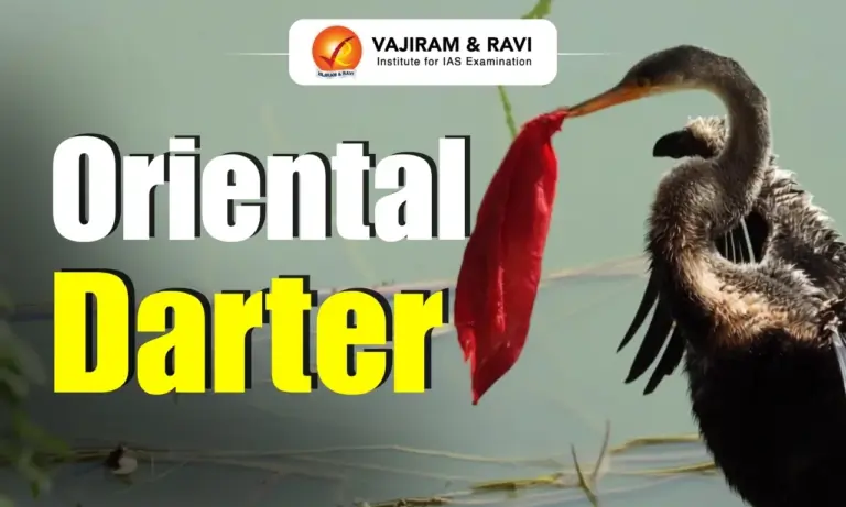 Oriental Darter