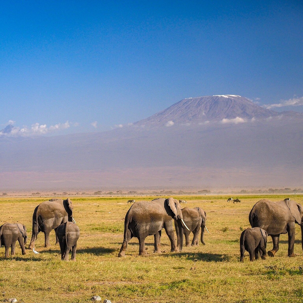 Amboseli National Park