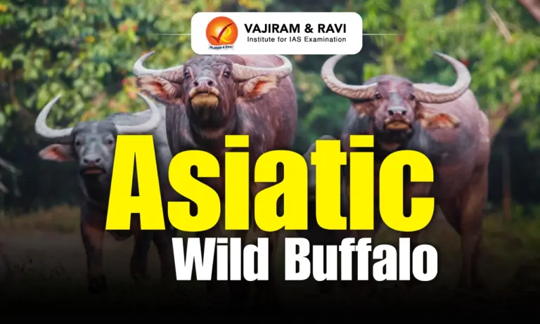 Asiatic Wild Buffalo