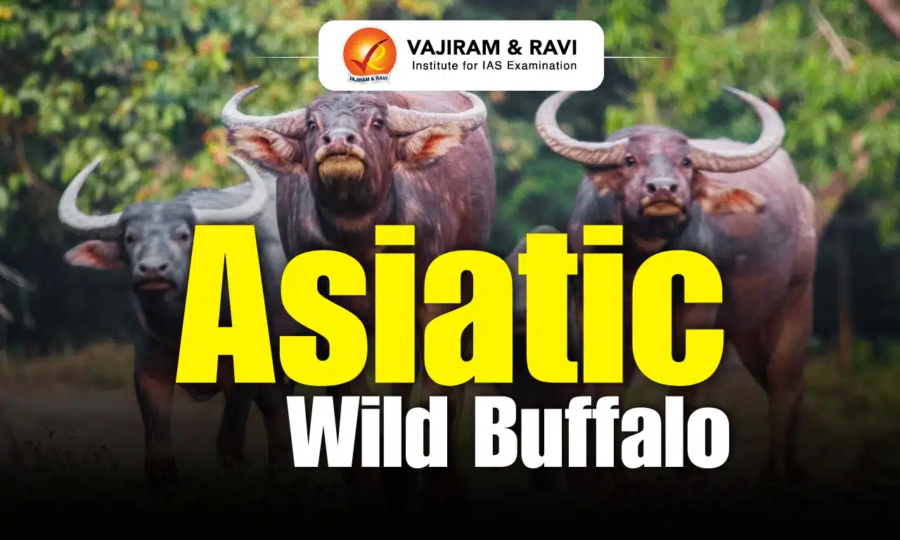 Asiatic Wild Buffalo