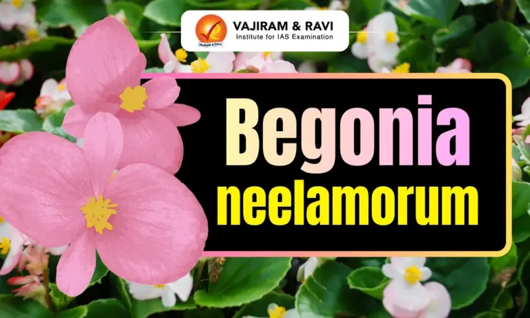 Begonia
