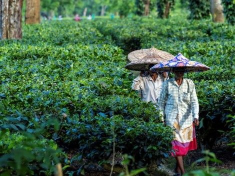 Brewing Trouble - Why India's Tea Giants Face Rising Competition from Cheaper Alternatives