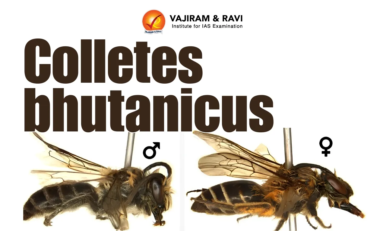 Colletes bhutanicus