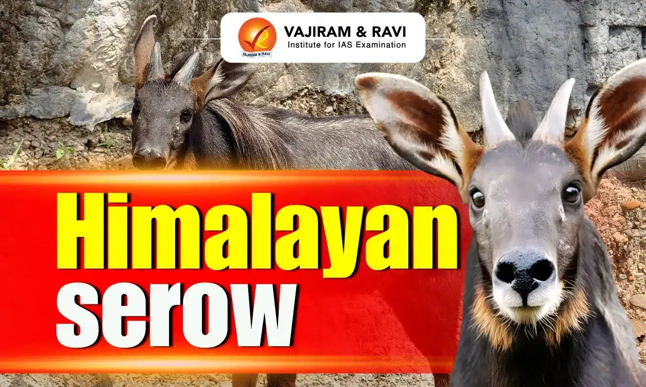 Himalayan serow