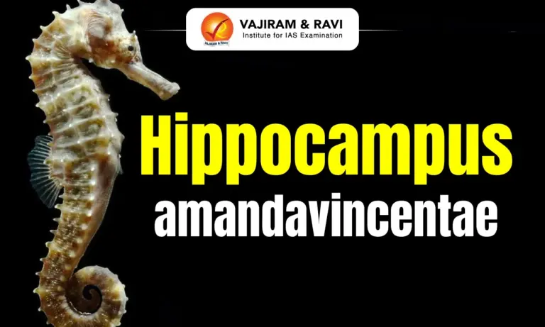 Hippocampus amandavincentae