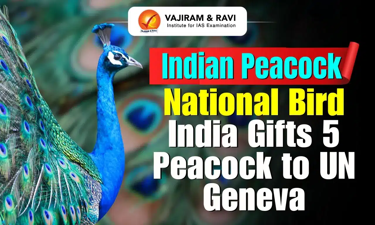 Indian Peacock