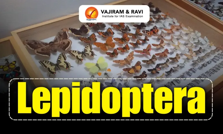 Lepidoptera