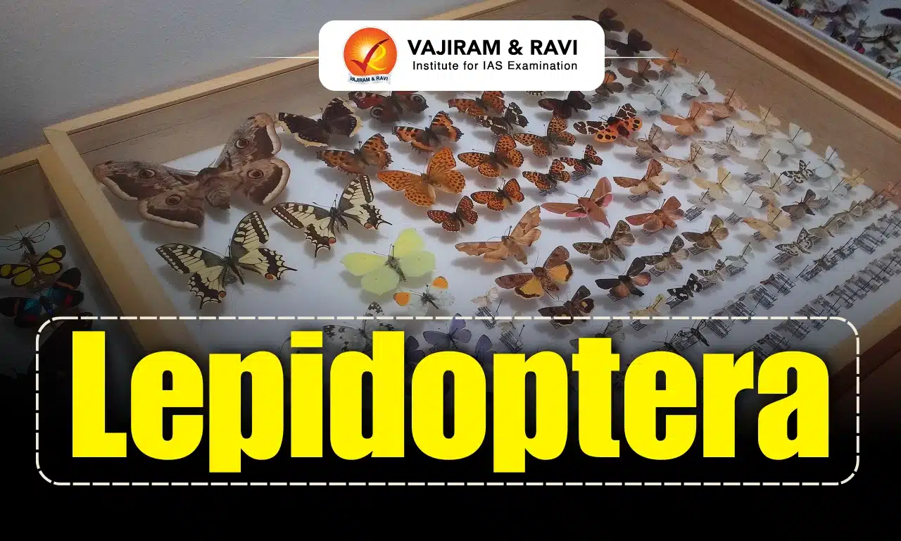 Lepidoptera