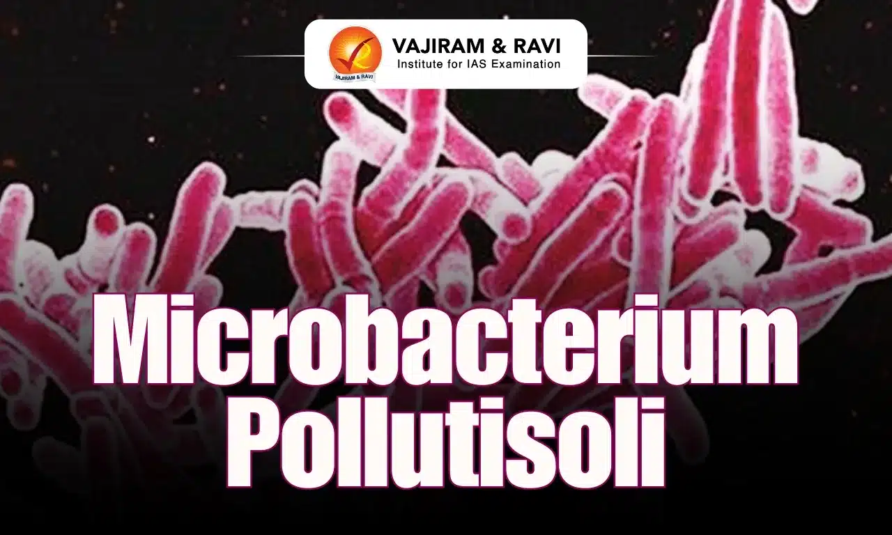Microbacterium pollutisoli