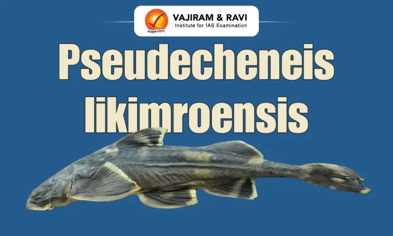 Pseudecheneis likimroensis