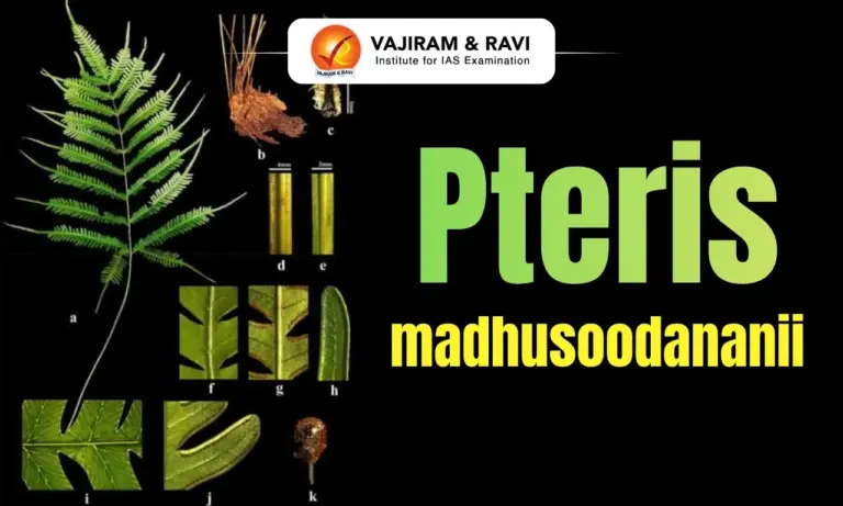 Pteris madhusoodananii
