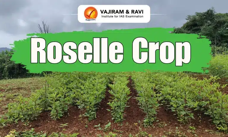 Roselle Crop