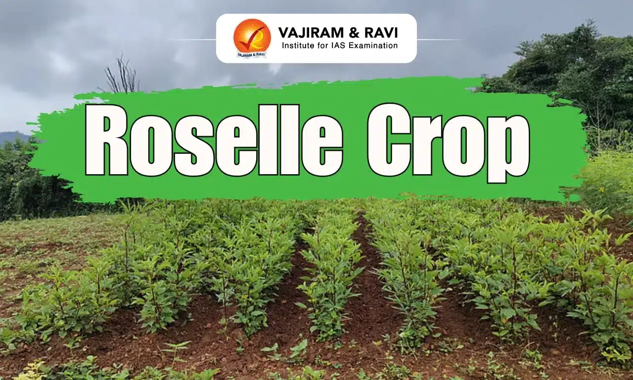 Roselle Crop