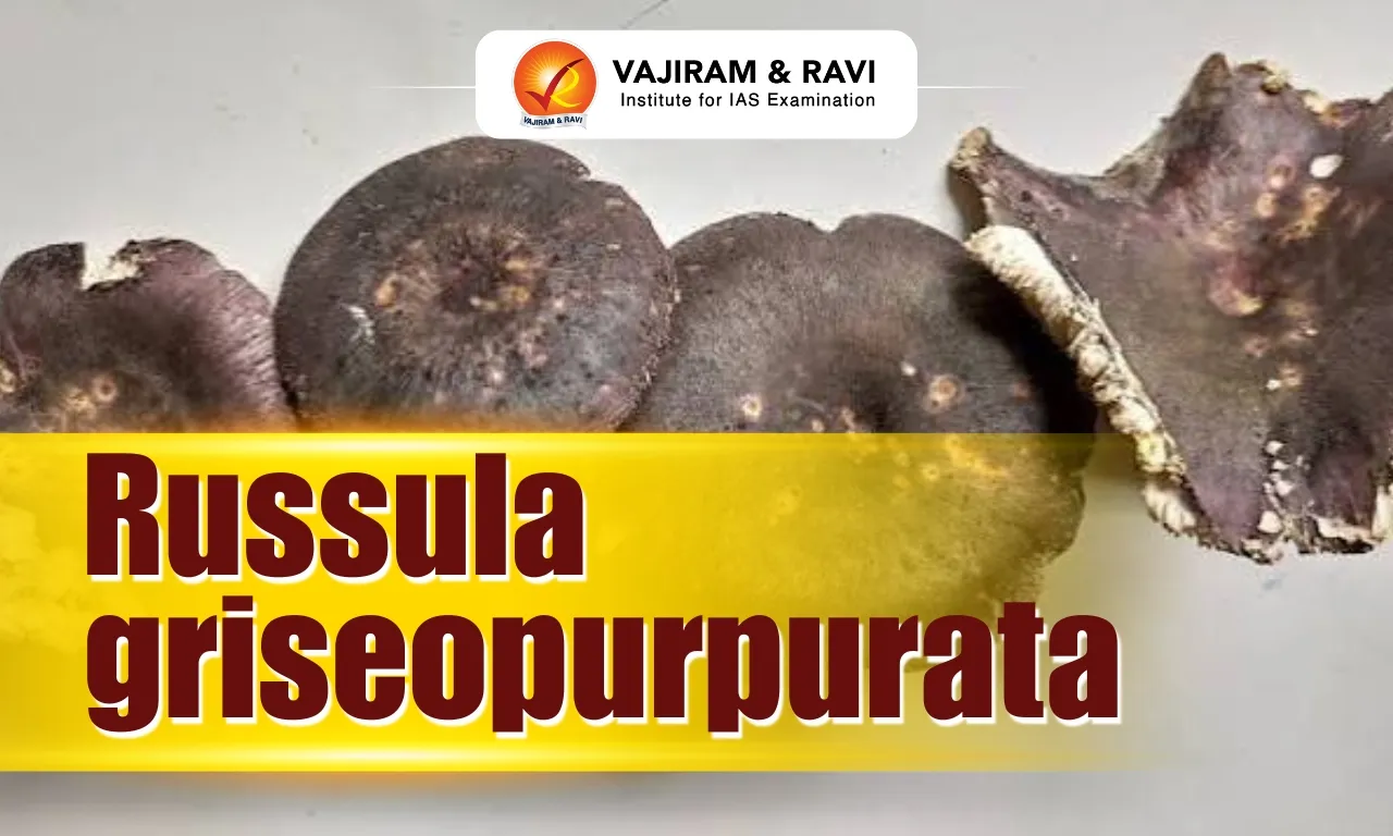 Russula griseopurpurata