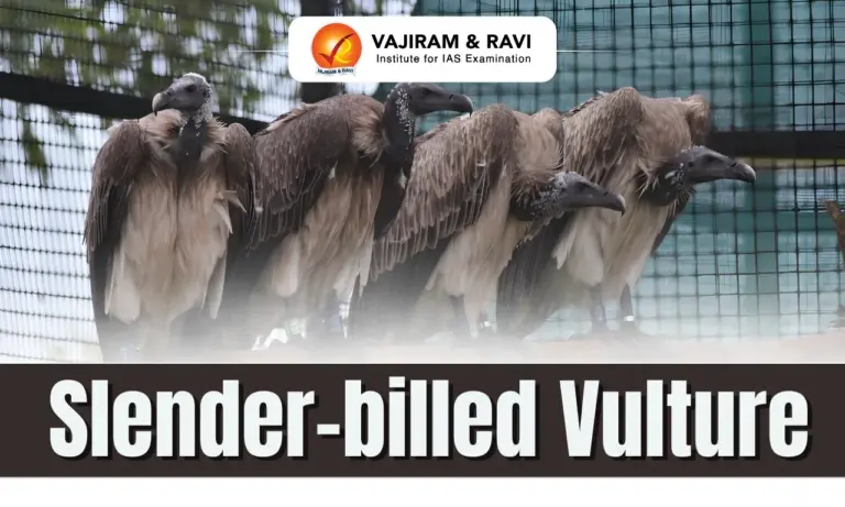 Slender-billed Vulture