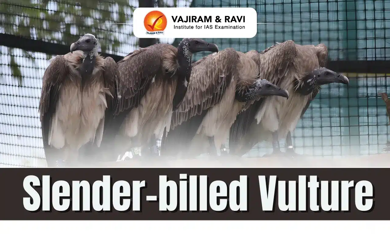 Slender-billed Vulture