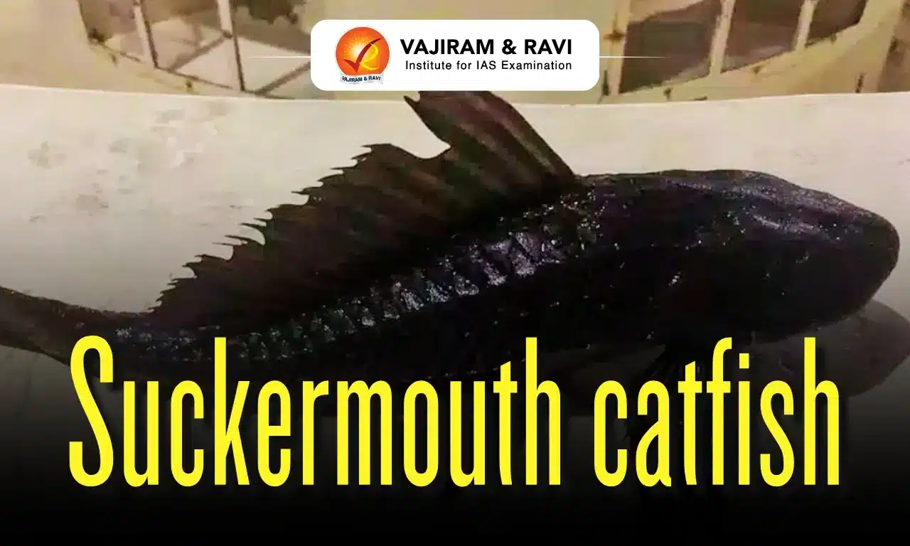 Suckermouth catfish