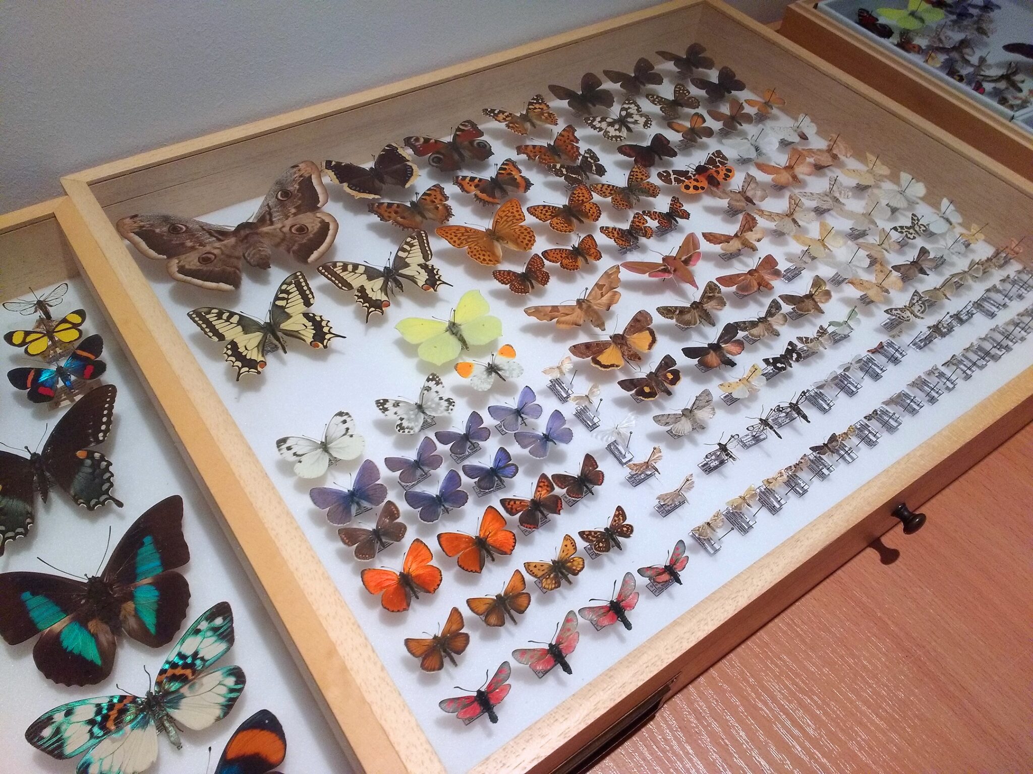 Lepidoptera