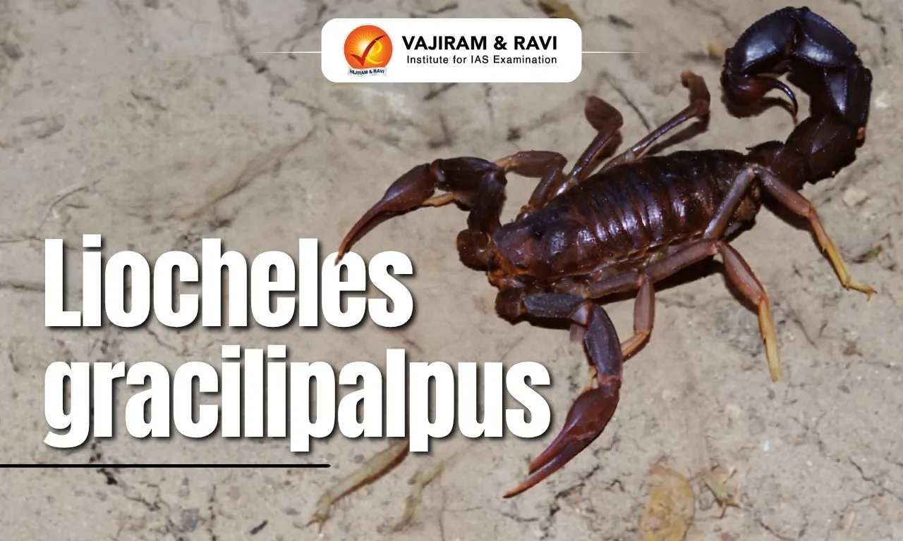 Liocheles gracilipalpus