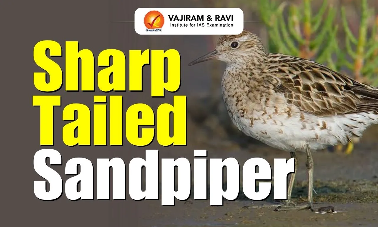 Sharp Tailed Sandpiper
