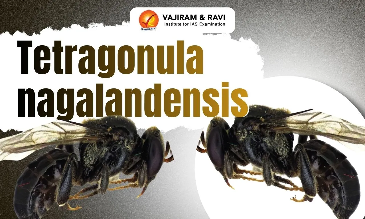 Tetragonula nagalandensis