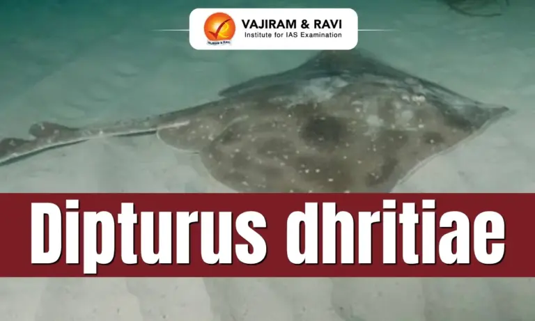 Dipturus dhritiae